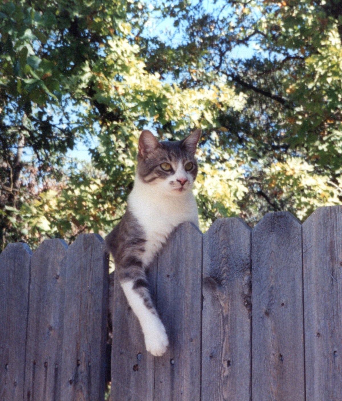 Cats Rule; Dogs&nbsp;Drool