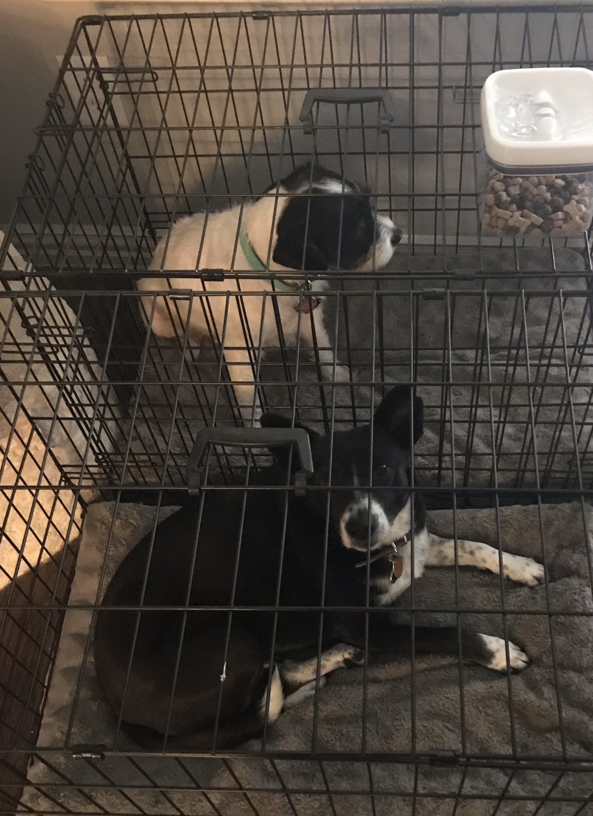 It’s a Dog’s&nbsp;World